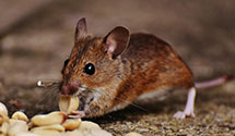 24 Hour & Emergency Exterminators in Key West, FL